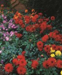 Dahlia Border – “graz” Bulbs
