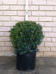 Syzygium Globulus 20LT Ball