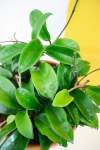 Wax Plant - 16CM Hanging Basket Green