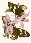 The Cabinet Of Oriental Entomology Pl Xv 1848 Art Print - A3