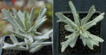 Cotyledon Orbiculata Staghorn Assorted 4LT