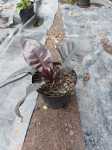 Philodendron Black Cardinal 25CM Pot