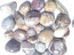 Petrified Wood Tumbled Stone Med