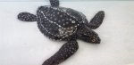 Turtle Leatherback TT3010