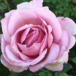 Rose Pink Purple 5LT