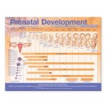Prenatal Development