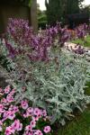 Salvia Lancelot Seed - 200 Raw Seed