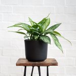 Chinese Evergreen - Silver Queen - In Matt Black Emerson Planter