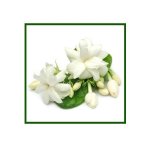 Jasmine Absolute Oil - 50 Ml