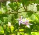 Grewia Occidentalis 50LT