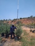Cupressus Leylandii 40LT