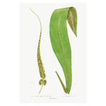 Gathering Green 13 Art Print
