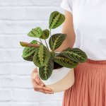 Prayer Plant - 14CMIN 16CM Cream Daxi Planter