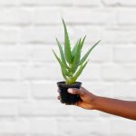 Aloe - Gold Mine - 10CM Nursery Pot