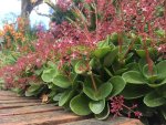 Crassula Multicava Red 128 Plug Tray