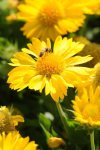 Gaillardia F1 Mesa Yellow Seed - 100 Raw Seed