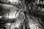 Palm Trees Art Print - Matte Fine Art Print No Frame A3