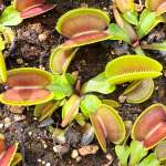 Venus Fly Trap 'microdent.' Special Import. - Dormant Plant. 7.5CM Plastic Container.