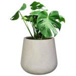 Planted Colorado Shade - Chryso Black Monstera Deliciosa