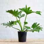 Split Leaf Philodendron - 19CM Nursery Pot