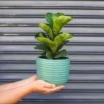Fiddle Leaf Fig - Bambino - In 16CM Teal Poodle Planter
