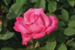 Simply Samantha Hybrid Tea Rose 5LT
