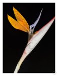 Bird Of Paradise Art Print - A4