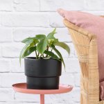 Philodendron - Florida Beauty - 14CM Nursery Pot