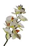Orchid 100CM White