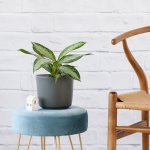 Chinese Evergreen - Silver Bay - In Matt Grey Ceramic Planter