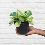 Baby Rubber Plant - Marble - 14CM Nursery Pot