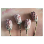 Watercolour Wash Protea 5 - A1 Framed Canvas With Natural Wood Frame