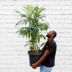 Reed Palm - Extra Large - 40CM In Sinan Palm Leaf Basket 1.4M Tall