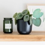 Watermelon Peperomia