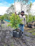 Lime Tree 70LT – West Indian