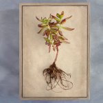 Succulent Study 4 Art Print - 100CM X 150CM Framed Canvas With Natural Wood Frame