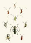 The Cabinet Of Oriental Entomology Pl Xxx 1848 Art Print - A1