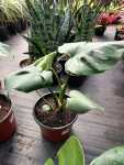 Delicious Monster - Large - In 23CM Nursery Pot