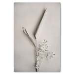 Alabaster Forest 3 Art Print - 100CM X 150CM No Frame Print Only