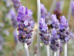 Lavender Concentrate - 10ML