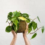 Philodendron Brasil Mossball