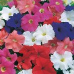 Petunia Dreams Mix Seed - 5000 Pelleted Seed