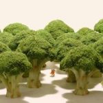 Small Wonders Hardcover