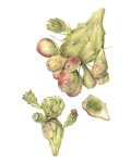 Opuntia Monocantha 2 Art Print - A1