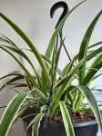 Chlorophytum Ocean 21CM Hanging Basket Spider Plant