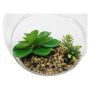 Plant In Hanging Glass Pot - Design 2 - Senecio