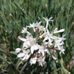 Wild Garlic White Flower 4LT