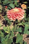 Zinnia Elegans Giant Salmon Rose - 1000 Raw Seed