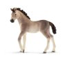 Horse Club - Andalusian Foal