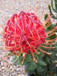 Carnival Red Leucospermum Pincushion 15CM Pot